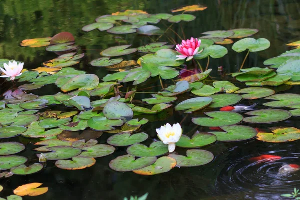 Bílý a růžový leknín na rybník — Stock fotografie