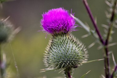 Thistle tomurcukları ve çiçekler yaz alan. Thistle çiçek İskoçya'nın sembolü olduğunu.