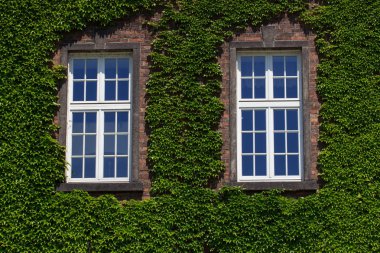 Eski duvar ile pencere büyümüş vahşi yeşil bitki ile. Dış tasarımı, Açık Bahçe arka plan.