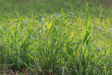 yeşil arka planda yeşil çimen