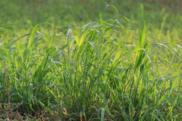 yeşil arka planda yeşil çimen