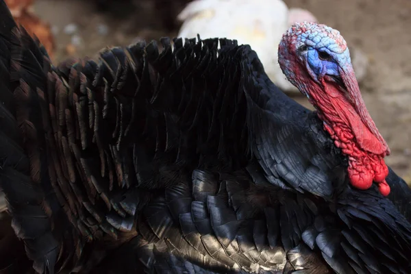 Svart en Turkiet fågel clouse upp. traditionell julmat — Stockfoto