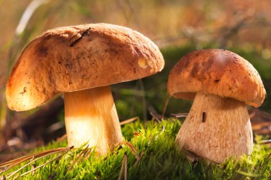 Mantar orman içinde. sağlıklı gıda