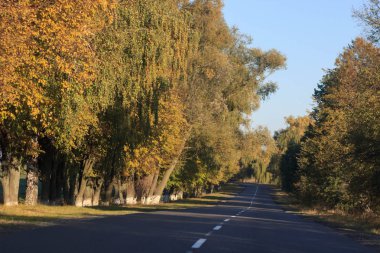 Yollu sonbahar sahnesi