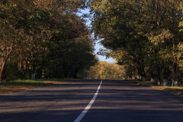 Yollu sonbahar sahnesi