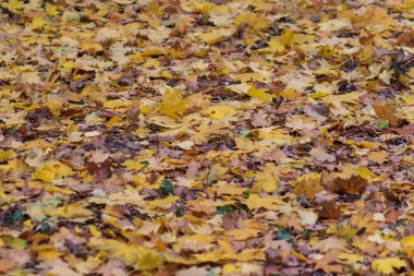 Kırmızı ve Turuncu Sonbahar Yaprakları Arkaplanı