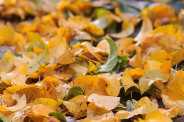 Kırmızı ve Turuncu Sonbahar Yaprakları Arkaplanı