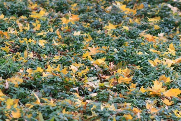 Red and Orange Autumn Leaves Background — Stock Photo, Image