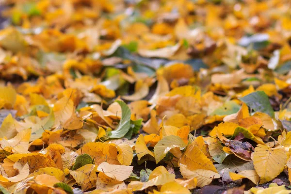 Kırmızı ve Turuncu Sonbahar Yaprakları Arkaplanı