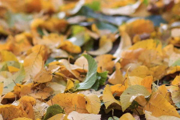 Kırmızı ve Turuncu Sonbahar Yaprakları Arkaplanı