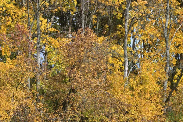 Paisaje otoñal. Colorido otoño — Foto de Stock