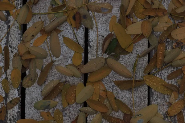 El fondo otoñal con hojas y gotas de agua de lluvia —  Fotos de Stock