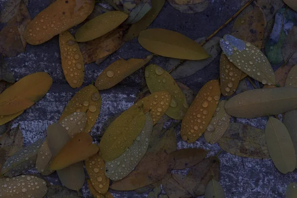 Lo sfondo autunnale con foglie e gocce d'acqua piovana — Foto Stock