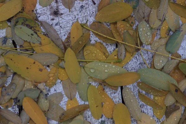 The Autumn background with leaves and rain water drops — Stock Photo, Image