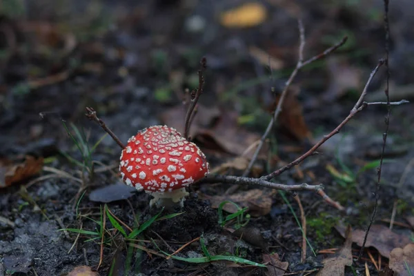 秋の森でクローズ アップ、ぼかし効果 — ストック写真