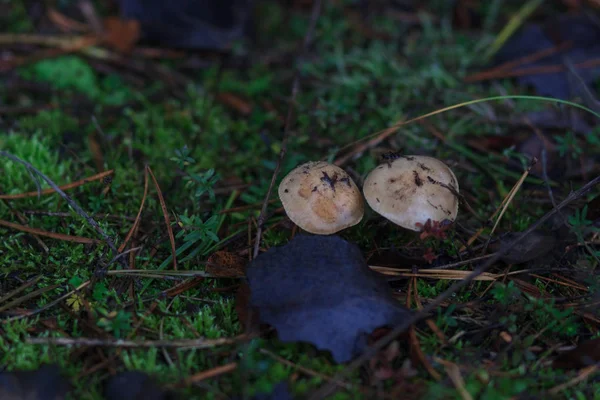 Mashroom nella foresta autunnale, da vicino, effetto sfocatura — Foto Stock