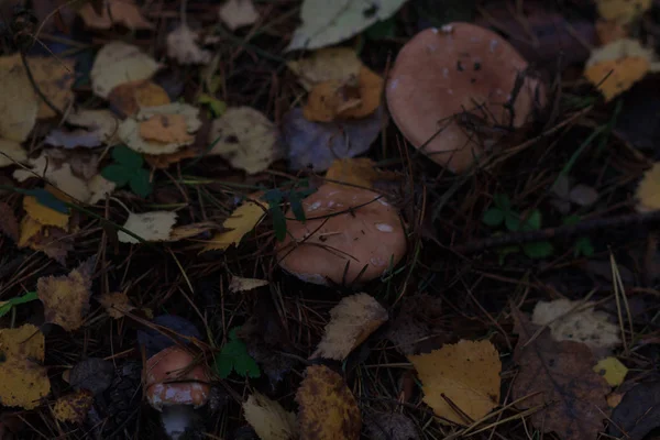 Pieczarkami w lesie jesienią, z bliska, efekt rozmycia — Zdjęcie stockowe