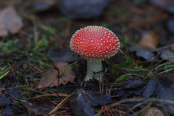 Mashrooms sonbahar ormandaki yakın çekim, bulanıklık etkisi — Stok fotoğraf