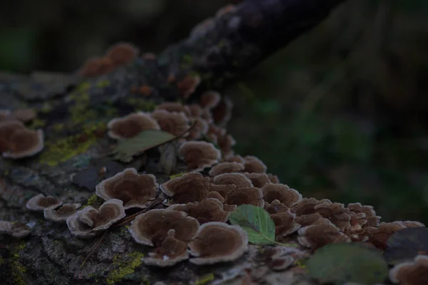 Ash mashroom på ett träd — Stockfoto