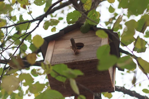 Vogelhaus auf einem Baum im Waldpark, Hand Holz Unterschlupf für Vögel, um den Winter zu verbringen — Stockfoto