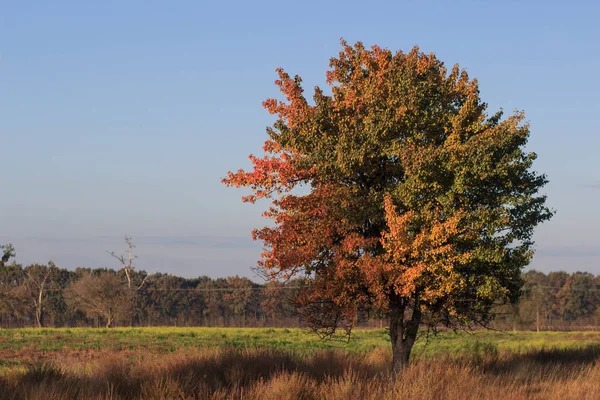 Осінній пейзаж. Барвисте осінь — стокове фото