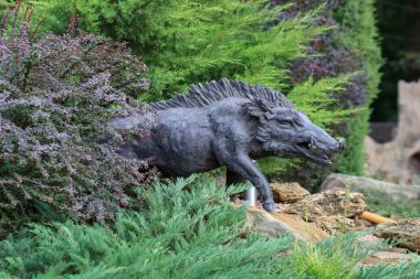 Yaban domuzu ölü çim ve çam ağaçları arasından yürüme