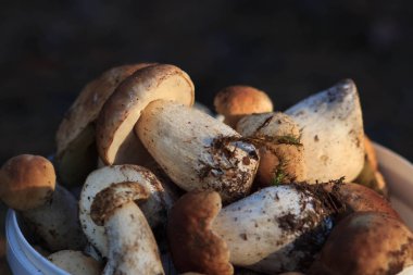 sepet taze orman mashrooms dolu