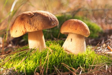 Güzel taze yenilebilir mantar, ormanda porcini mantar