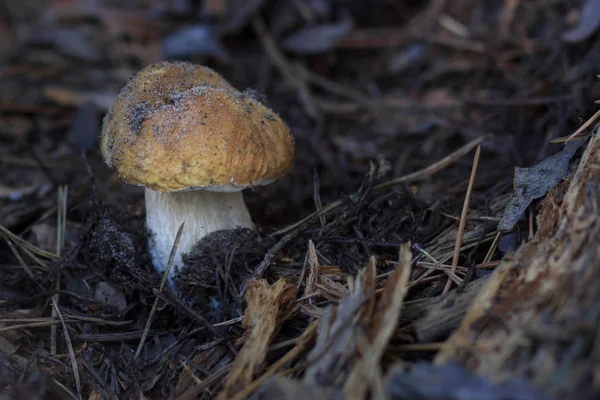 Красивые свежие съедобные грибы, свиные грибы в лесу — стоковое фото