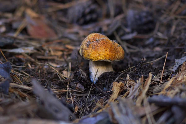 Krásné čerstvé jedlé houby, hřiby houby v lese — Stock fotografie