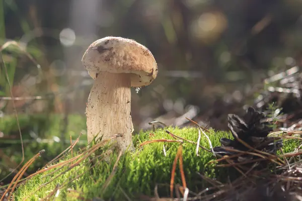 아름 다운 신선한 식용 버섯 porcini 숲에서 버섯 — 스톡 사진