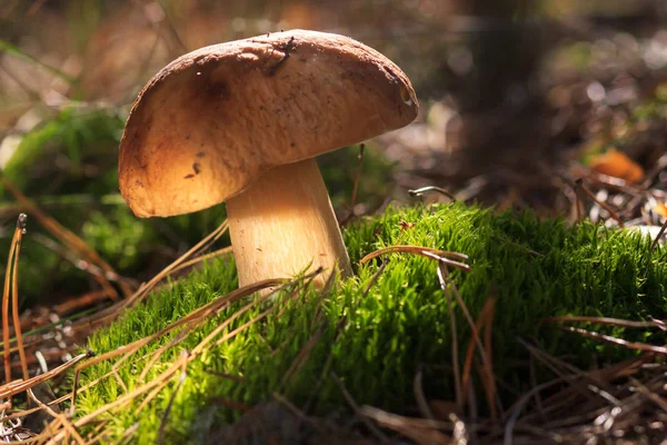 아름 다운 신선한 식용 버섯 porcini 숲에서 버섯 — 스톡 사진