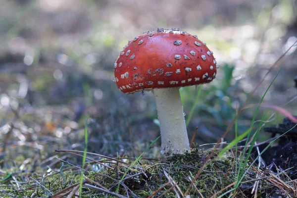 Voe o cogumelo Amanita na luz do outono na floresta no outono — Fotografia de Stock