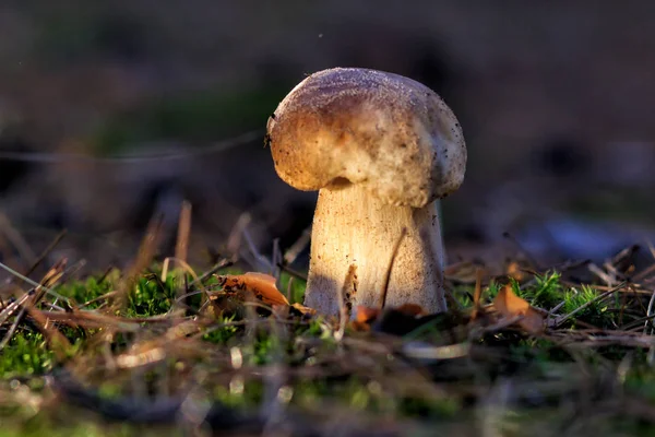 Mashroom i skogen — Stockfoto