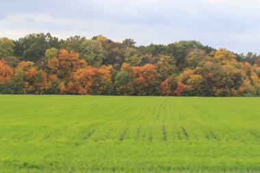 Sonbahar manzara. Renkli sonbahar