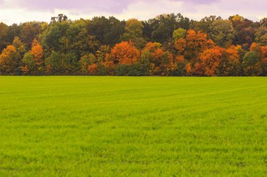 Sonbahar manzara. Renkli sonbahar