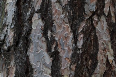 Ağaç kabuğu dokusu