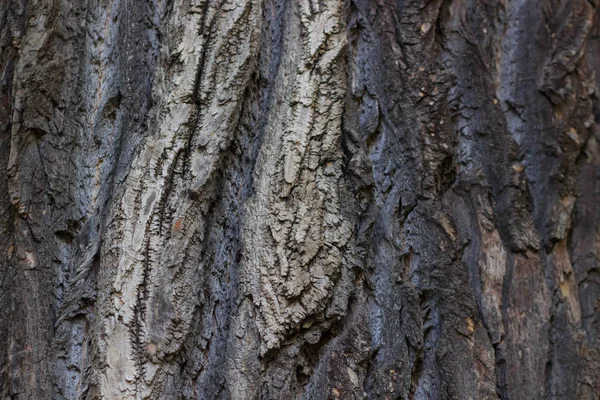 Textura da casca da árvore — Fotografia de Stock