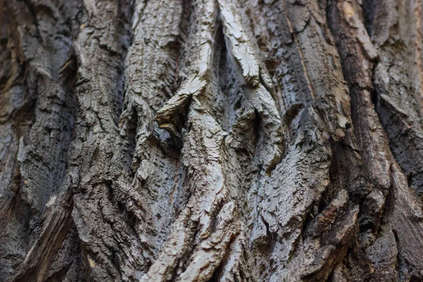 Textura da casca da árvore — Fotografia de Stock