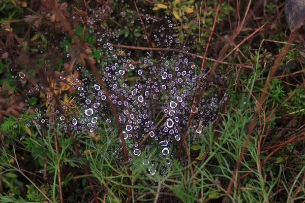 Павутинна павутина в саду з краплями дощу — стокове фото