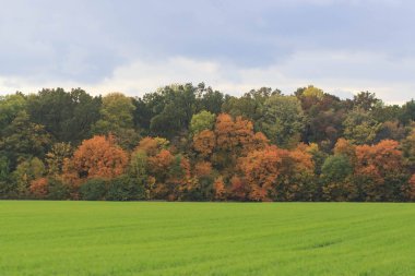 Sonbahar manzara. Renkli sonbahar