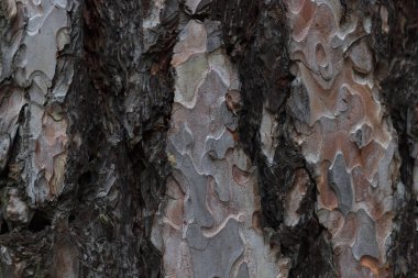Ağaç kabuğu dokusu
