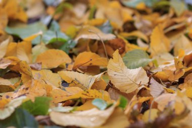 Kırmızı ve Turuncu Sonbahar Yaprakları Arkaplanı