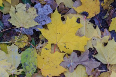 Kırmızı ve Turuncu Sonbahar Yaprakları Arkaplanı