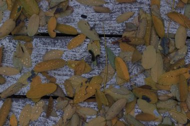 Yaprakları ve yağmur suyu ile sonbahar arka plan damla