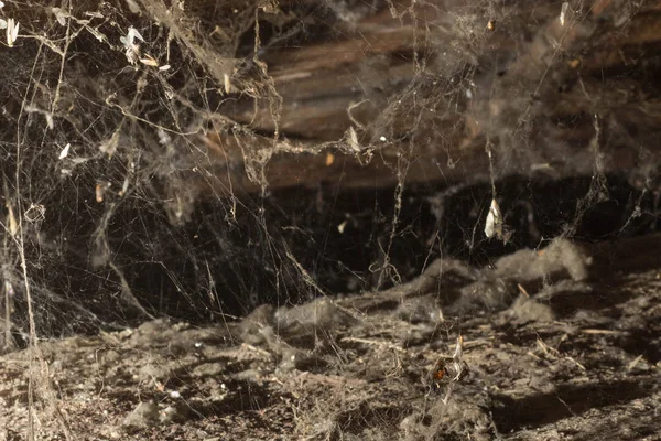 Çatı katında ev, benzersiz bir süre, bir örümcek web