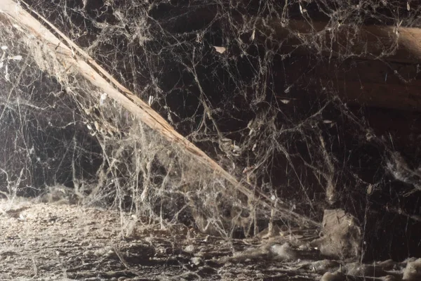 Çatı katında ev, benzersiz bir süre, bir örümcek web