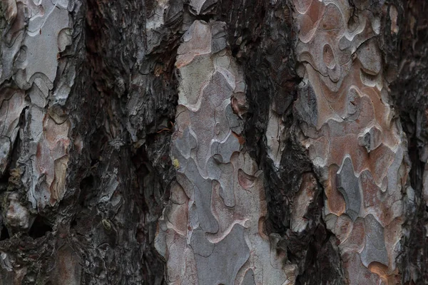 Ağaç kabuğu dokusu