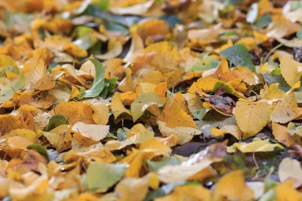 Kırmızı ve Turuncu Sonbahar Yaprakları Arkaplanı