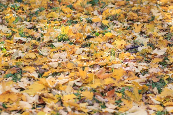 Kırmızı ve Turuncu Sonbahar Yaprakları Arkaplanı